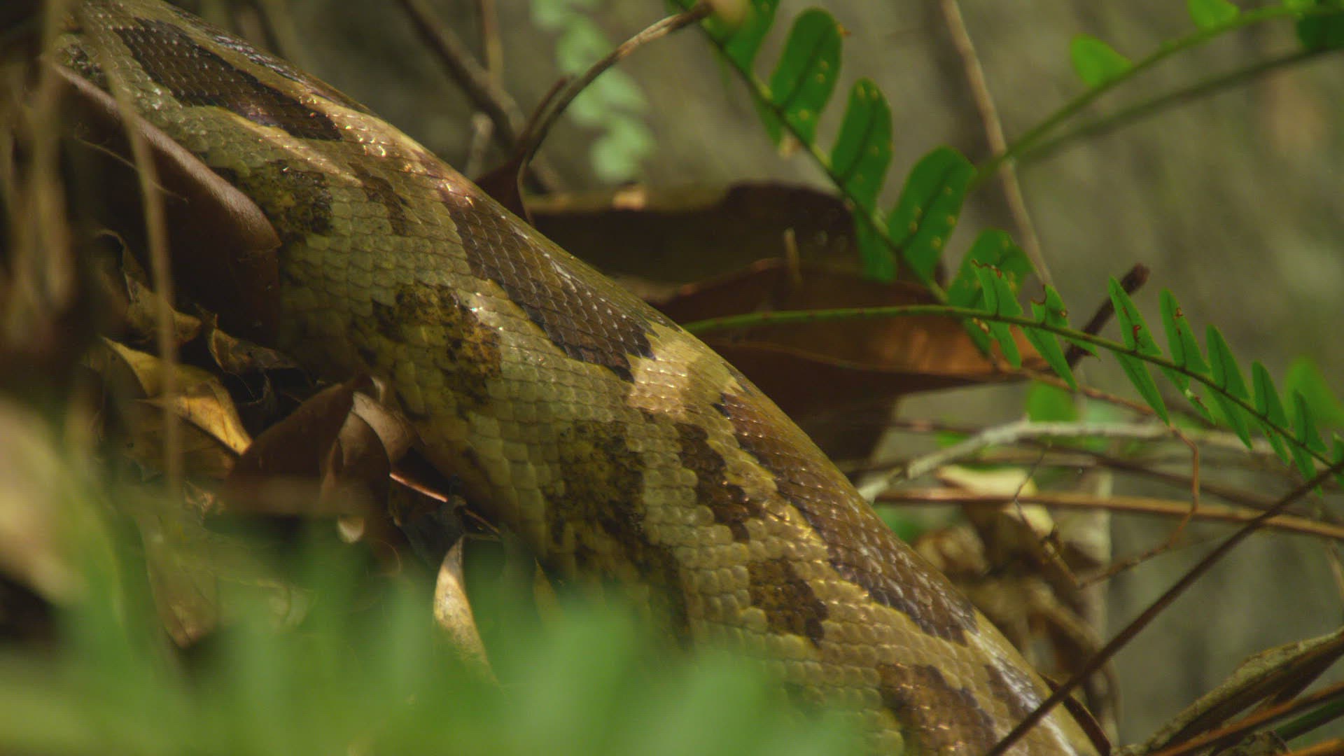 170670514 / Indian Python / Far East / Sri Lanka