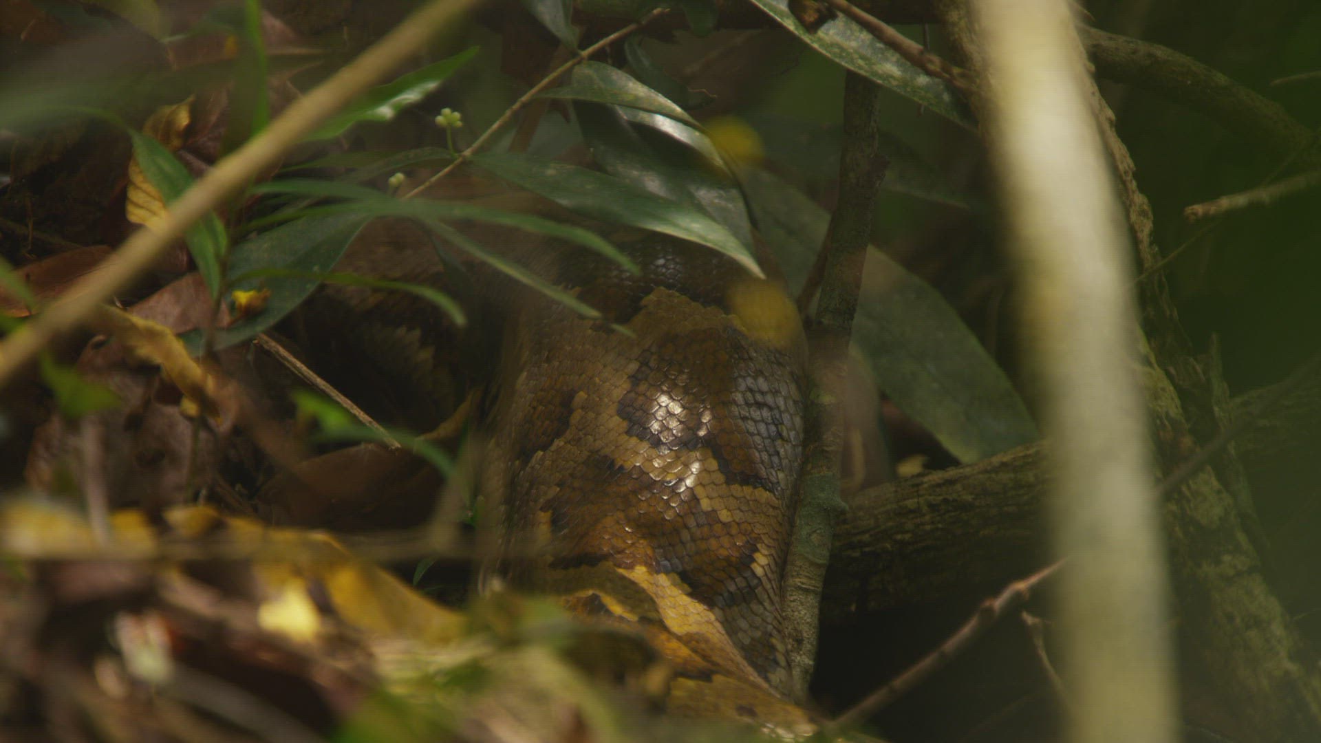 454890512 / Indian Python / Far East / Sri Lanka