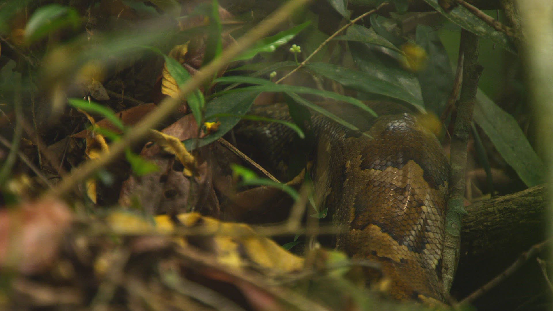 903240635 / Indian Python / Far East / Sri Lanka