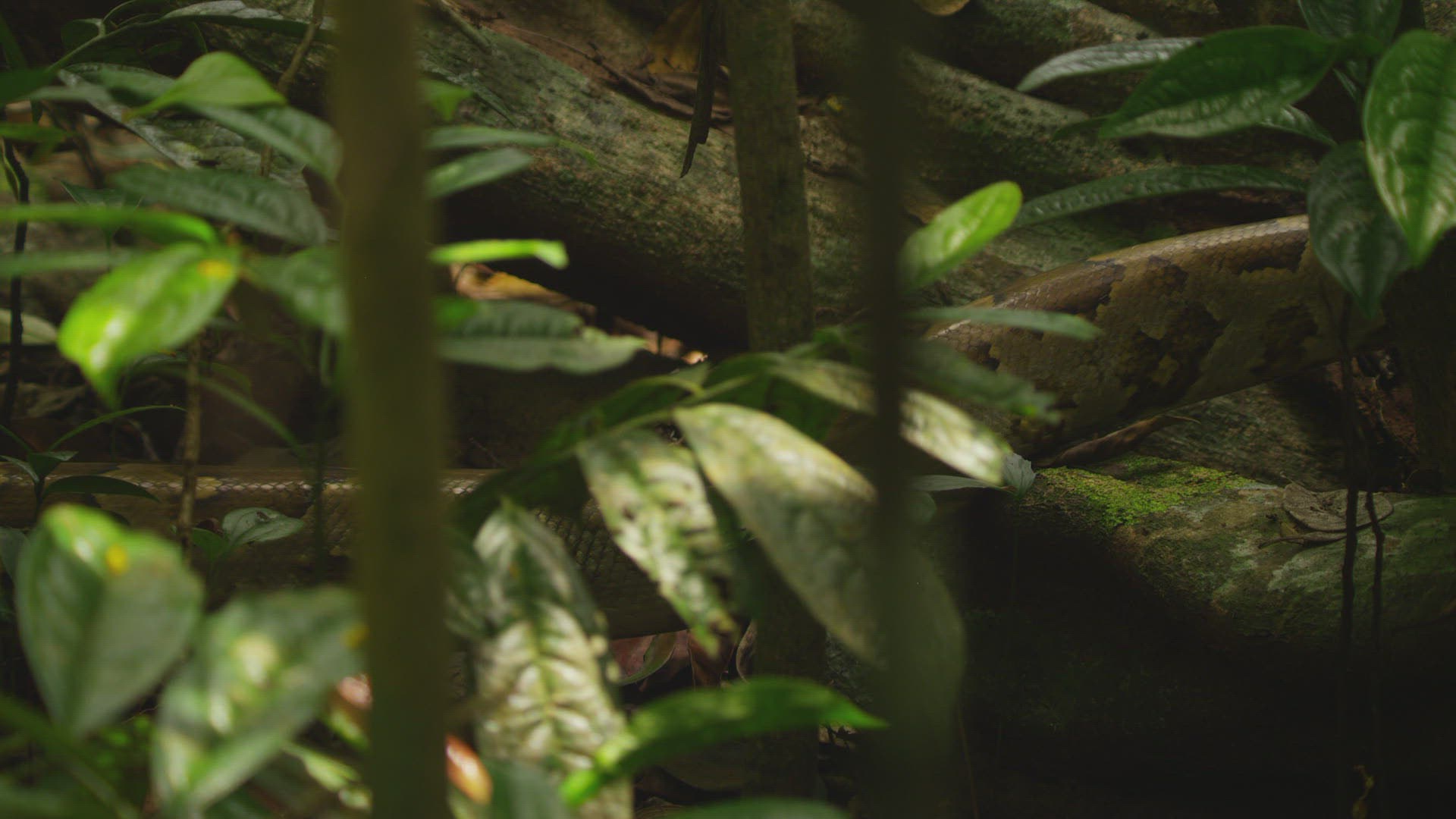 684856167 / Indian Python / Far East / Sri Lanka