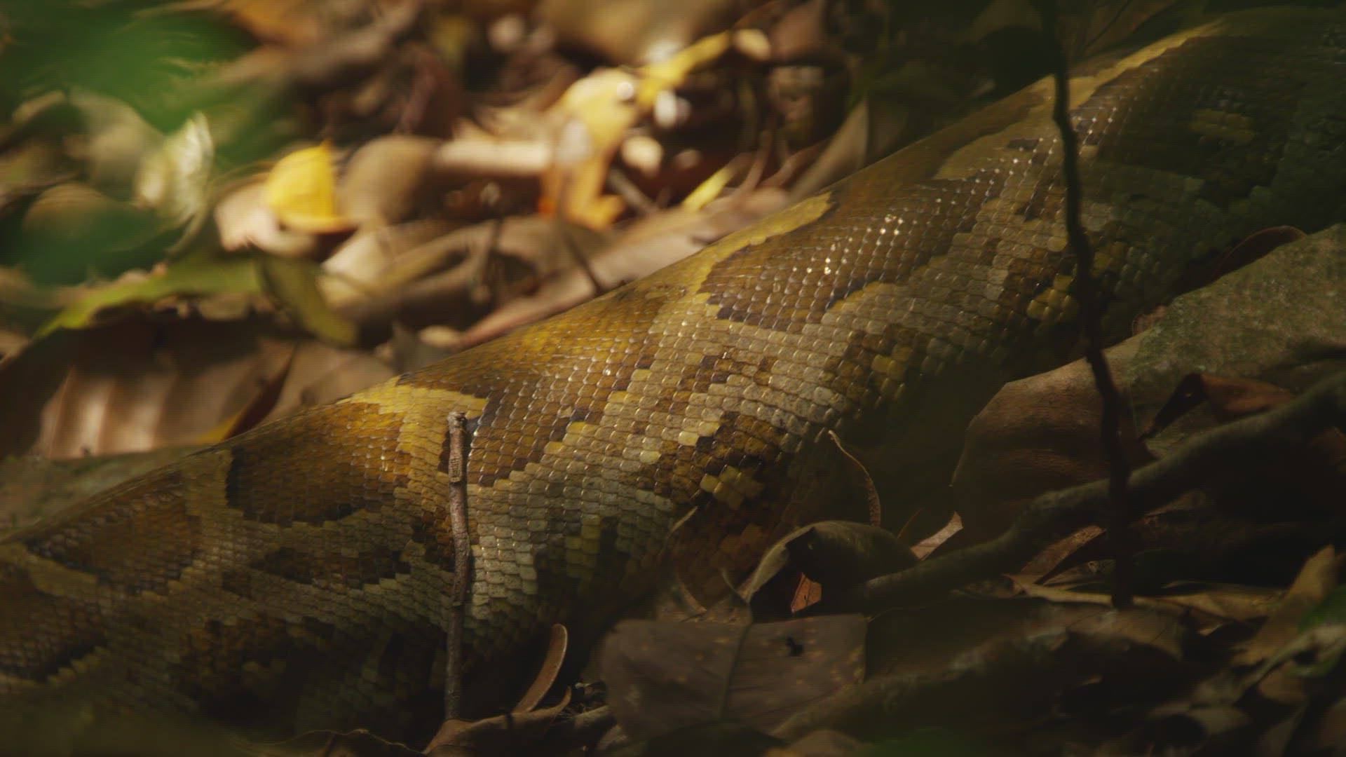 374224518 / Indian Python / Far East / Sri Lanka