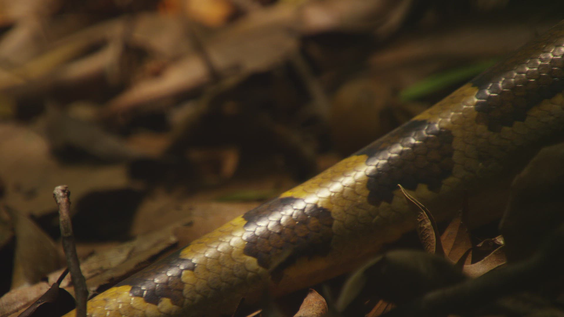 976941493 / Indian Python / Far East / Sri Lanka