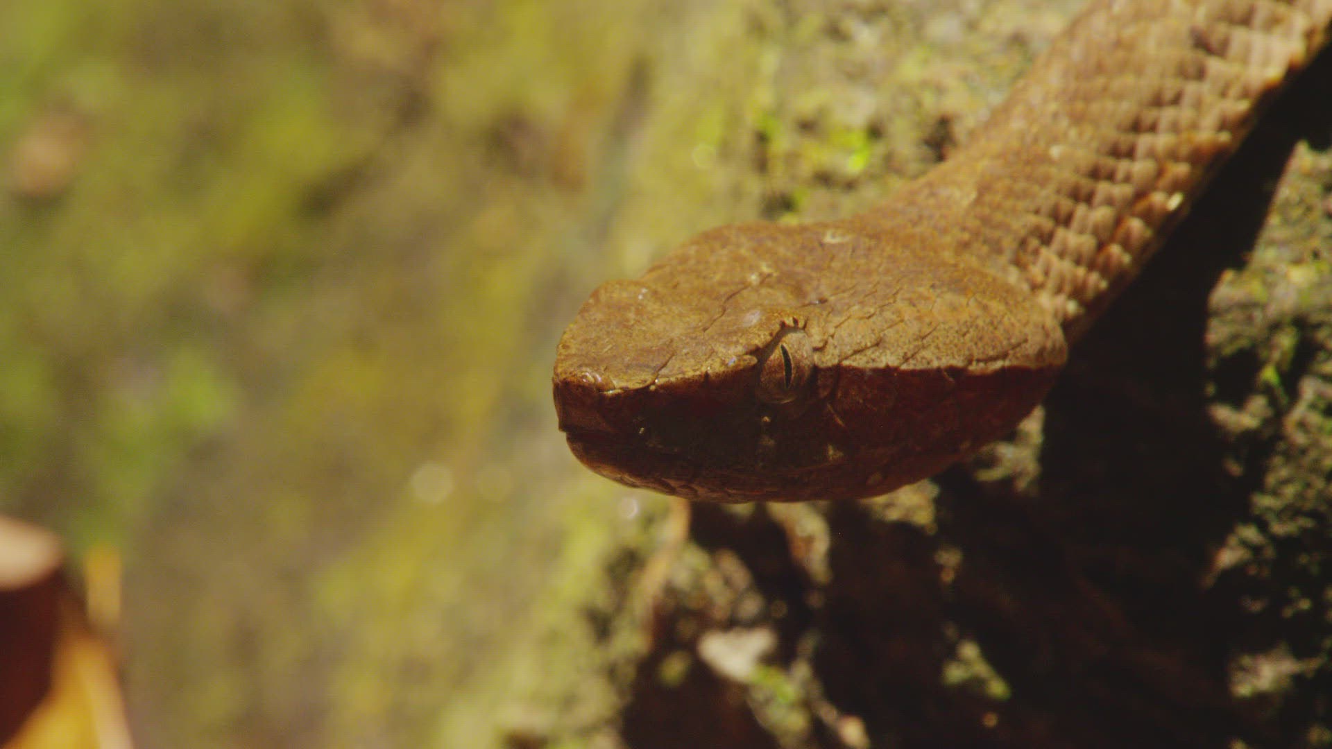 392595198 / Indian Python / Far East / Sri Lanka