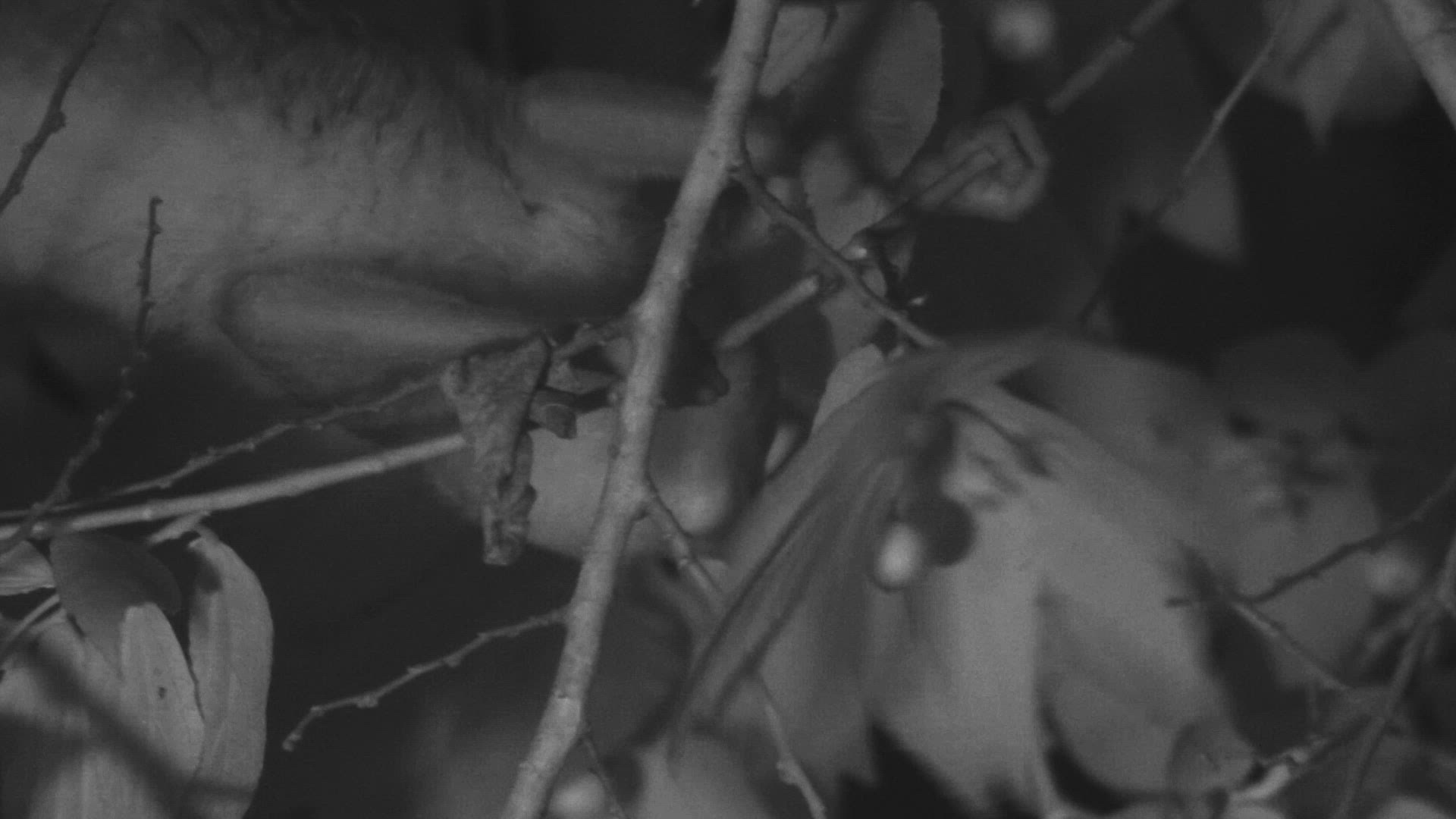 823589675 / Gray Slender Loris / Feeding / Sri Lanka