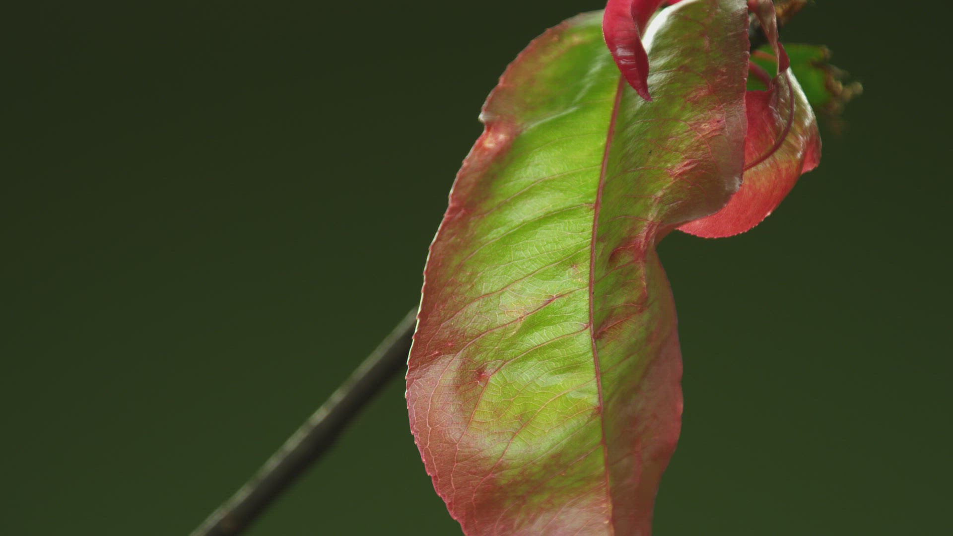 968945988 / Branch / Leaf / Sri Lanka 968945988 / Branch / Leaf / Sri Lanka