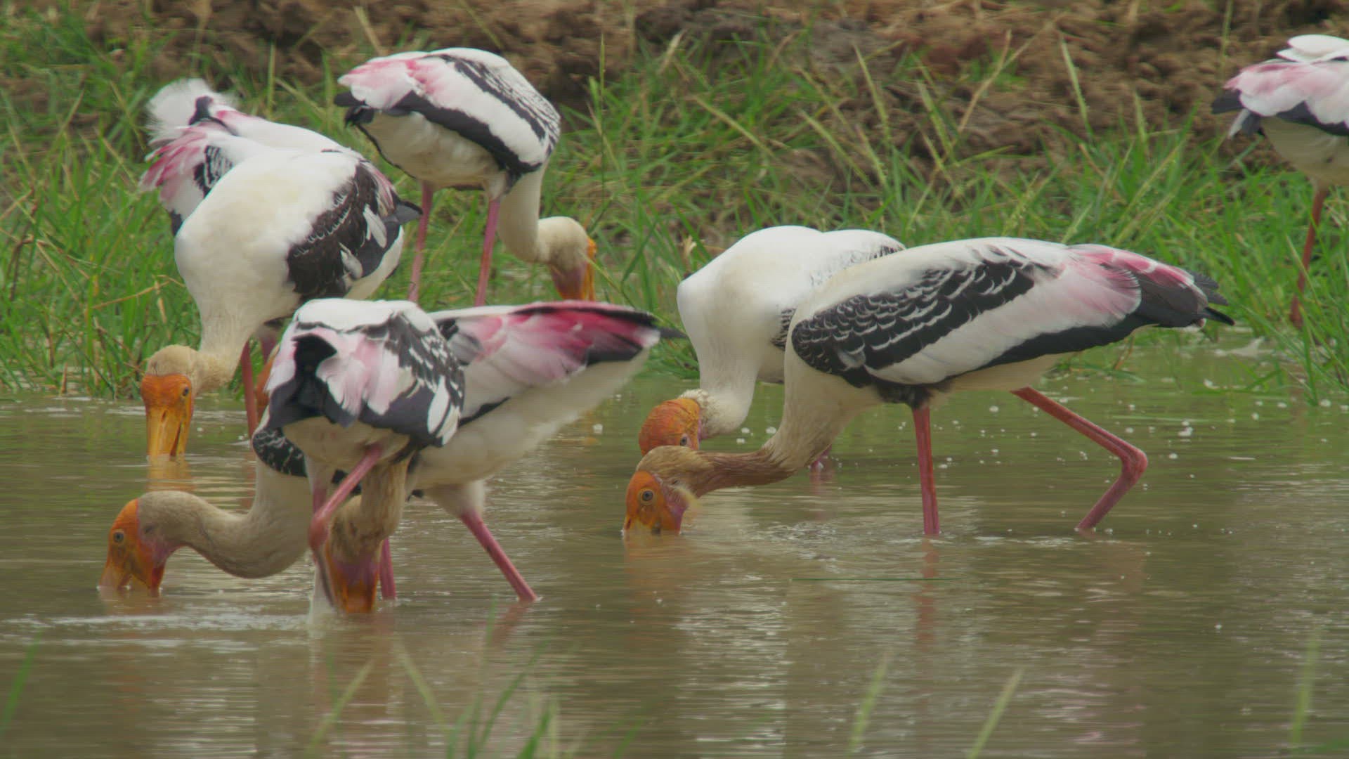 868279944 / Painted Stork / Wading / Southern Province