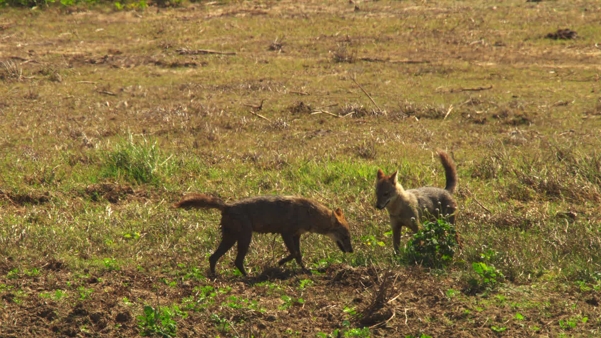 132390449 / Golden Jackal / Looking Away / Southern Province