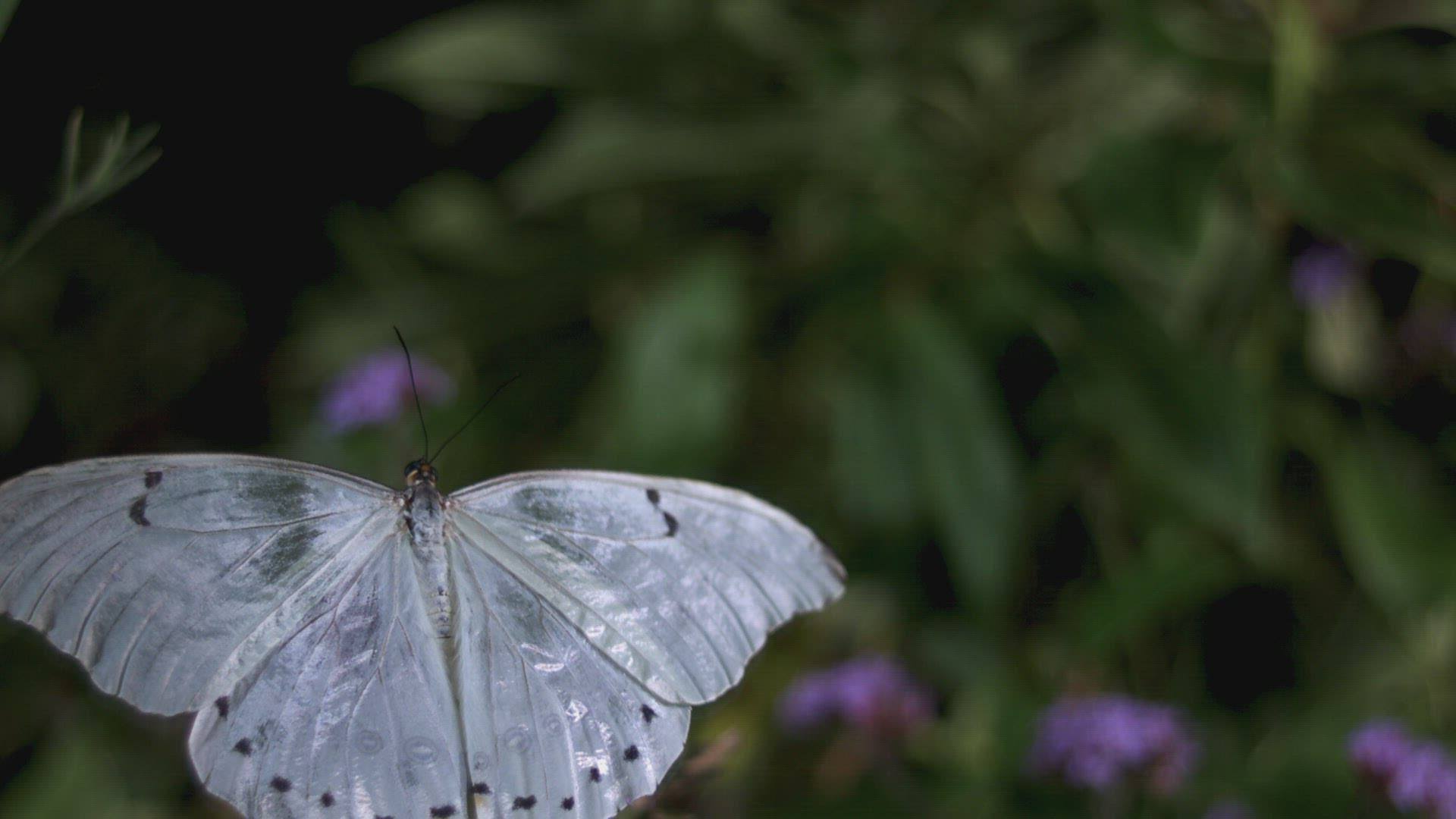 240028146 / Butterfly / Idas Blue / Diurnal Butterfly