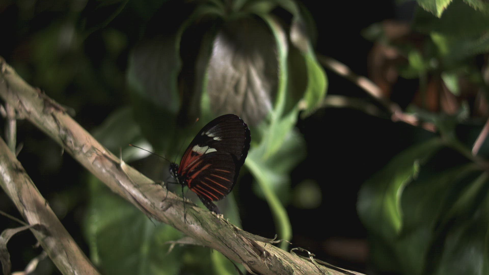 851610291 / Butterfly / Plant / Leaf