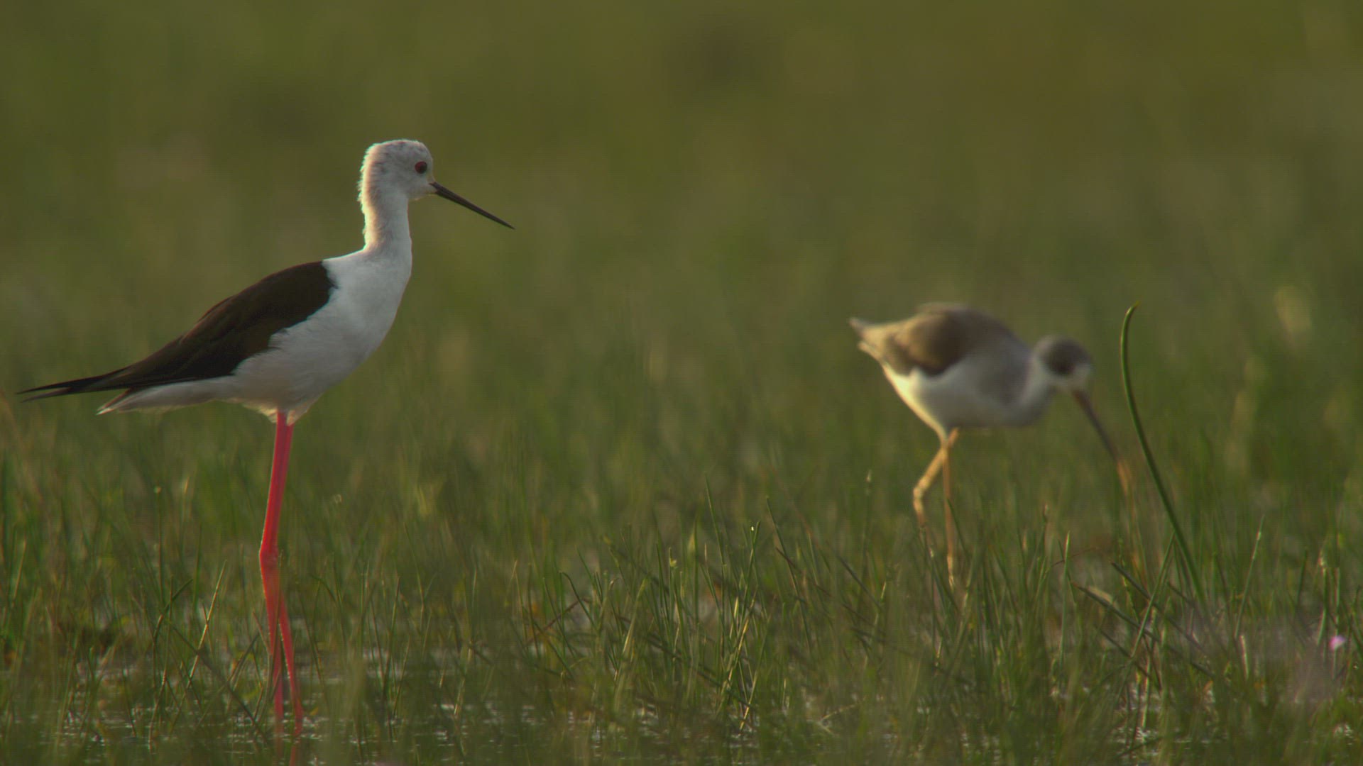 166334949 / Pied Stilt / Wading / Southern Province