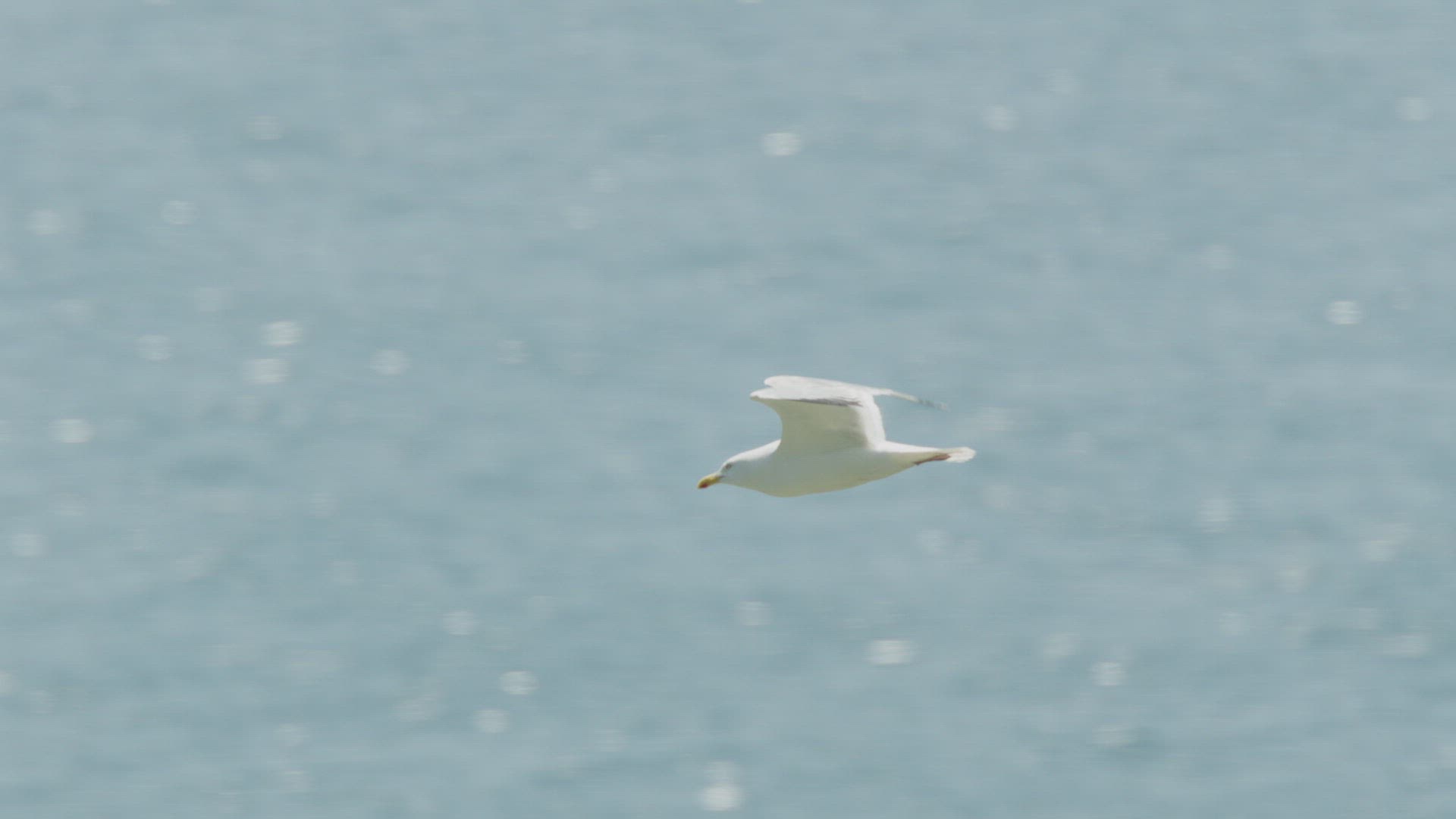 110243925 / Herring Gull / Flying / Cornwall