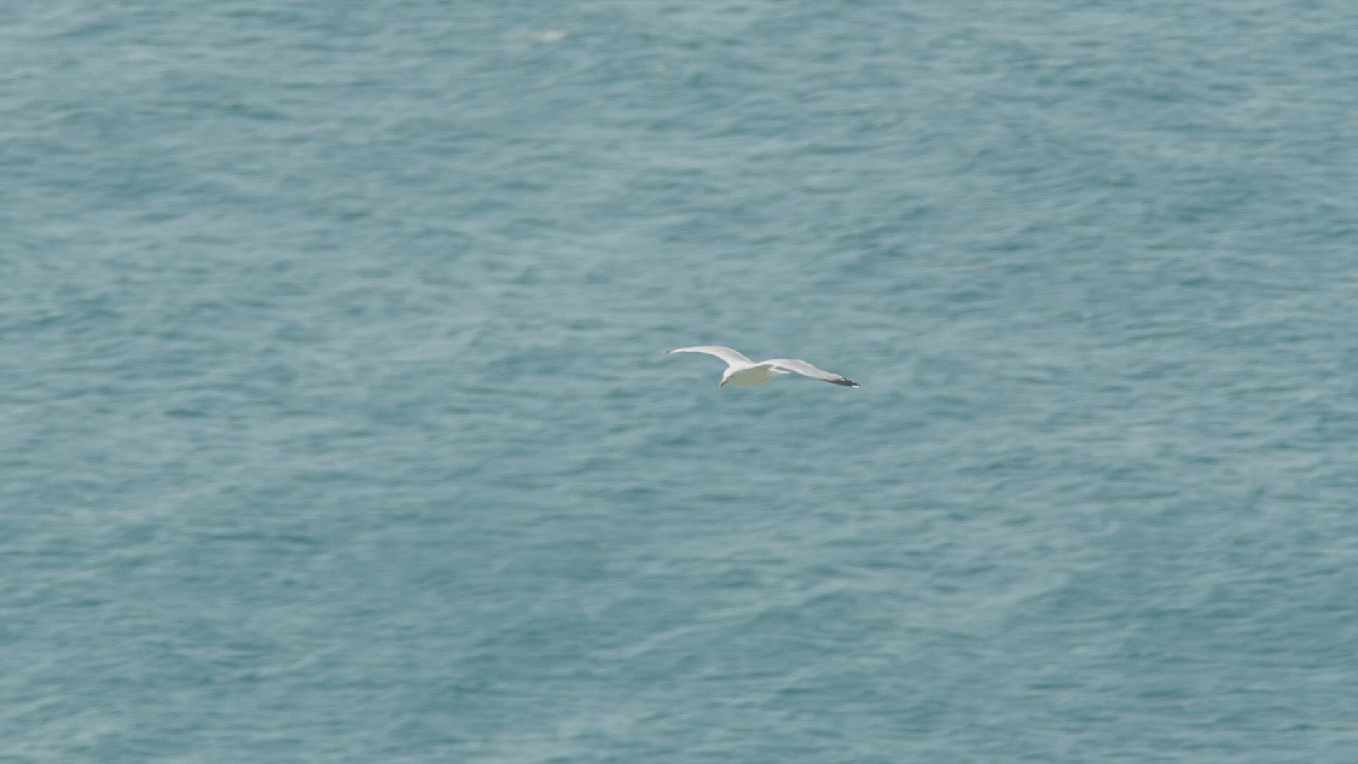 336805002 / Herring Gull / Flying / Cornwall