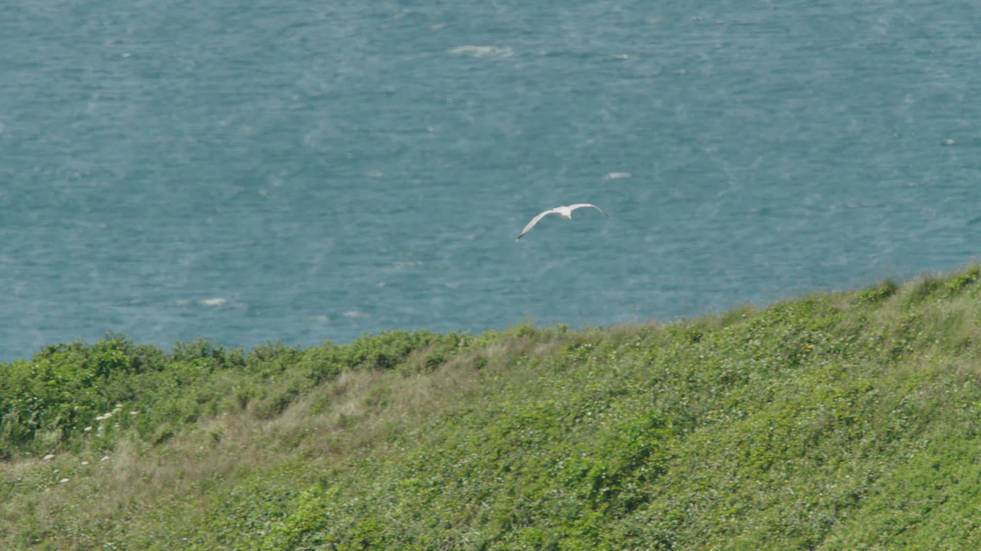 837289048 / Herring Gull / Flying / Cornwall