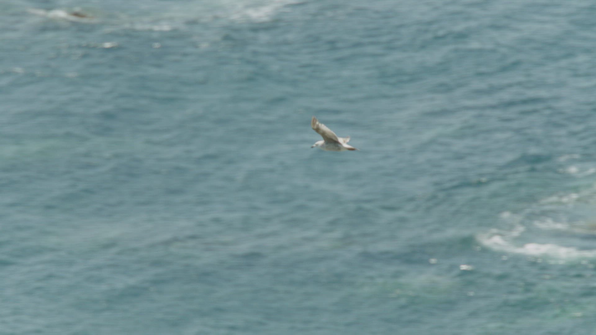 822522218 / Herring Gull / Flying / Cornwall
