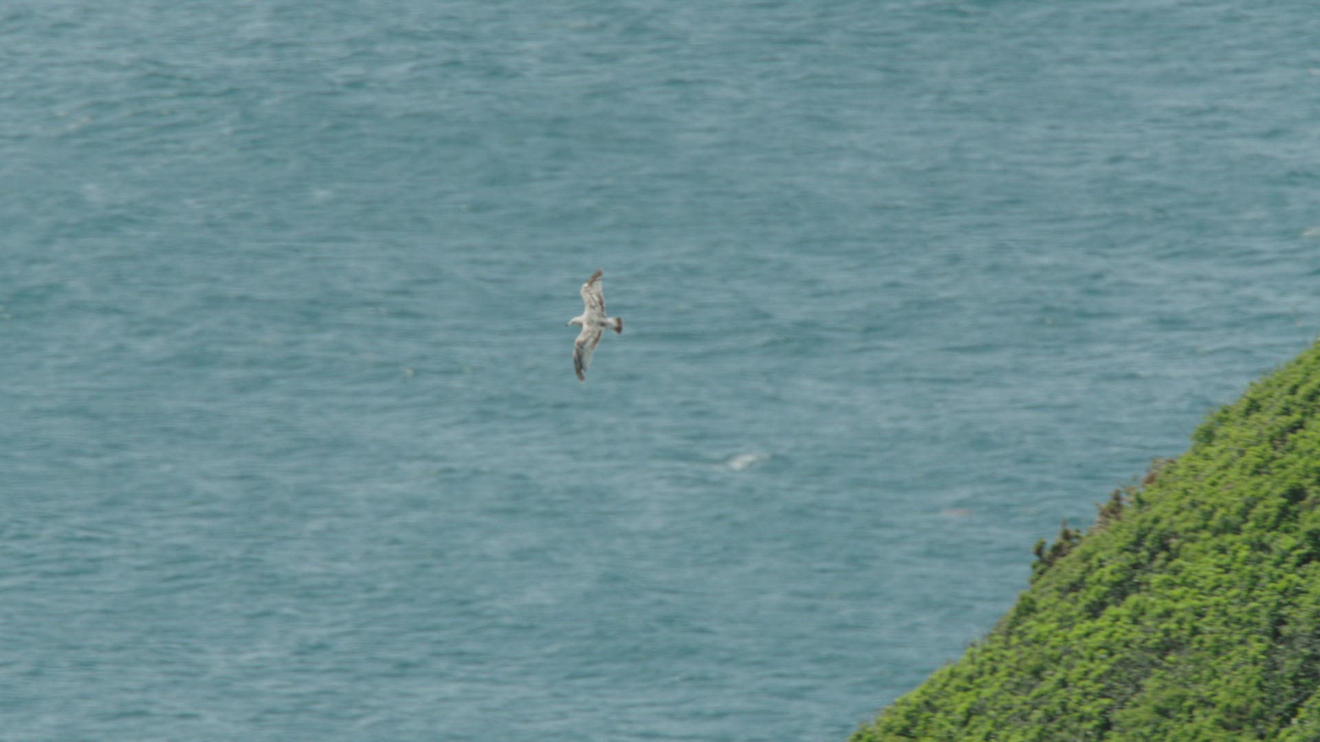 440090582 / Herring Gull / Flying / Cornwall