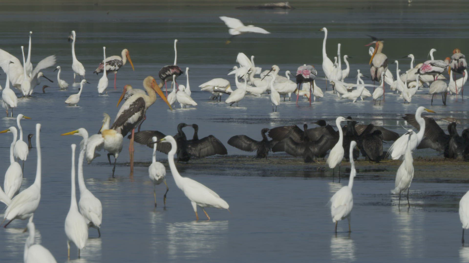 906112954 / Great Egret / Wading / Southern Province