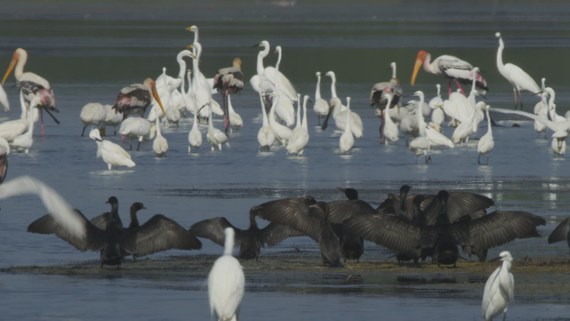 260784368 / Great Egret / Wading / Southern Province