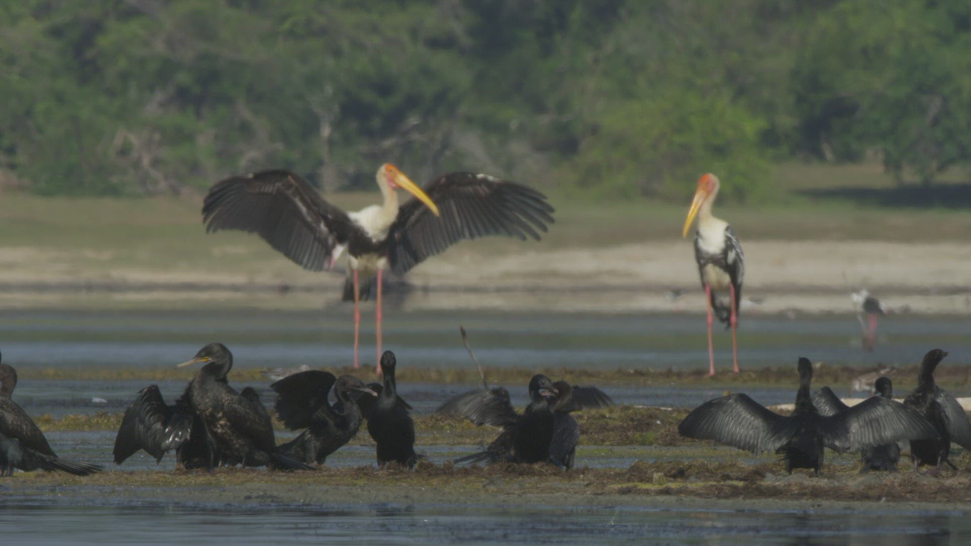 839256612 / Bird / Southern Province / Sri Lanka