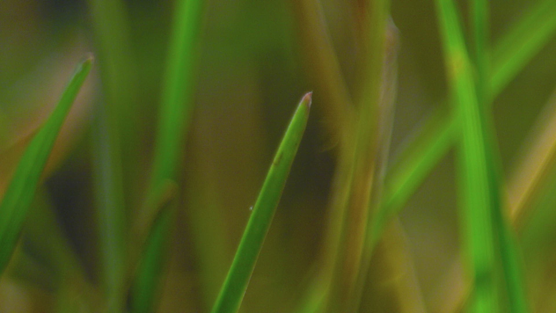 666457063 / Brown Marmorated Stink Bug / Plant / Grass