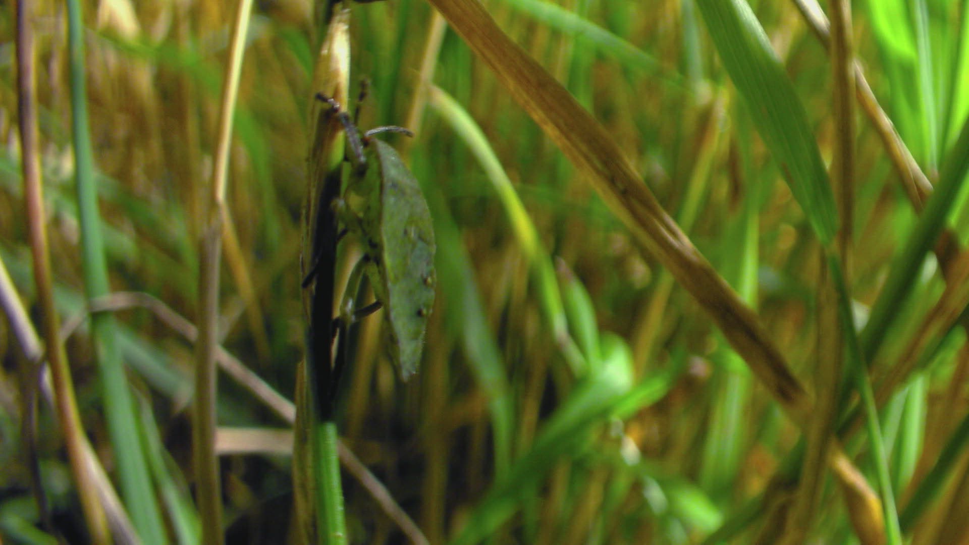 685227063 / Brown Marmorated Stink Bug / Plant / Grass