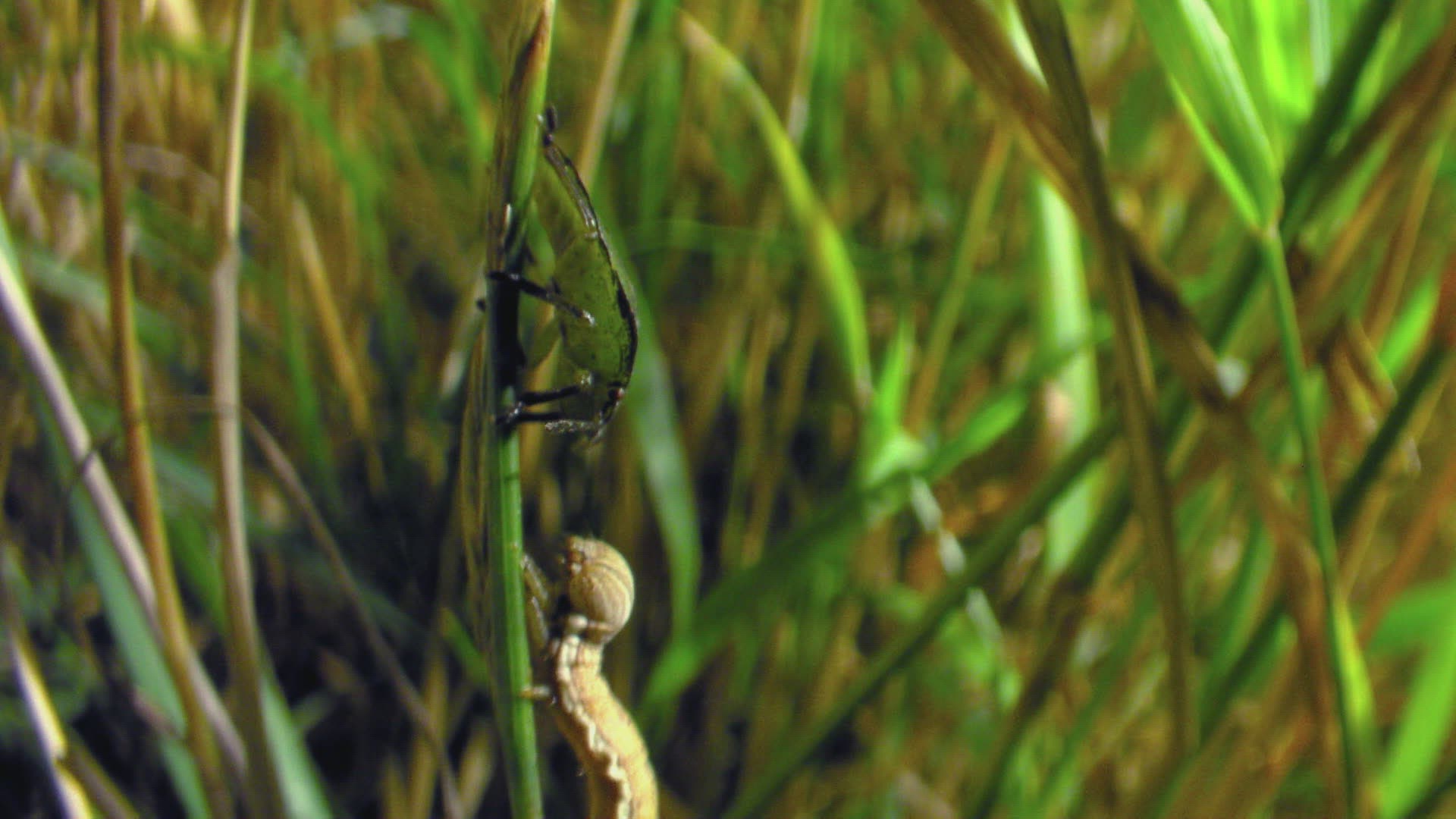 112567203 / Brown Marmorated Stink Bug / Plant / Grass