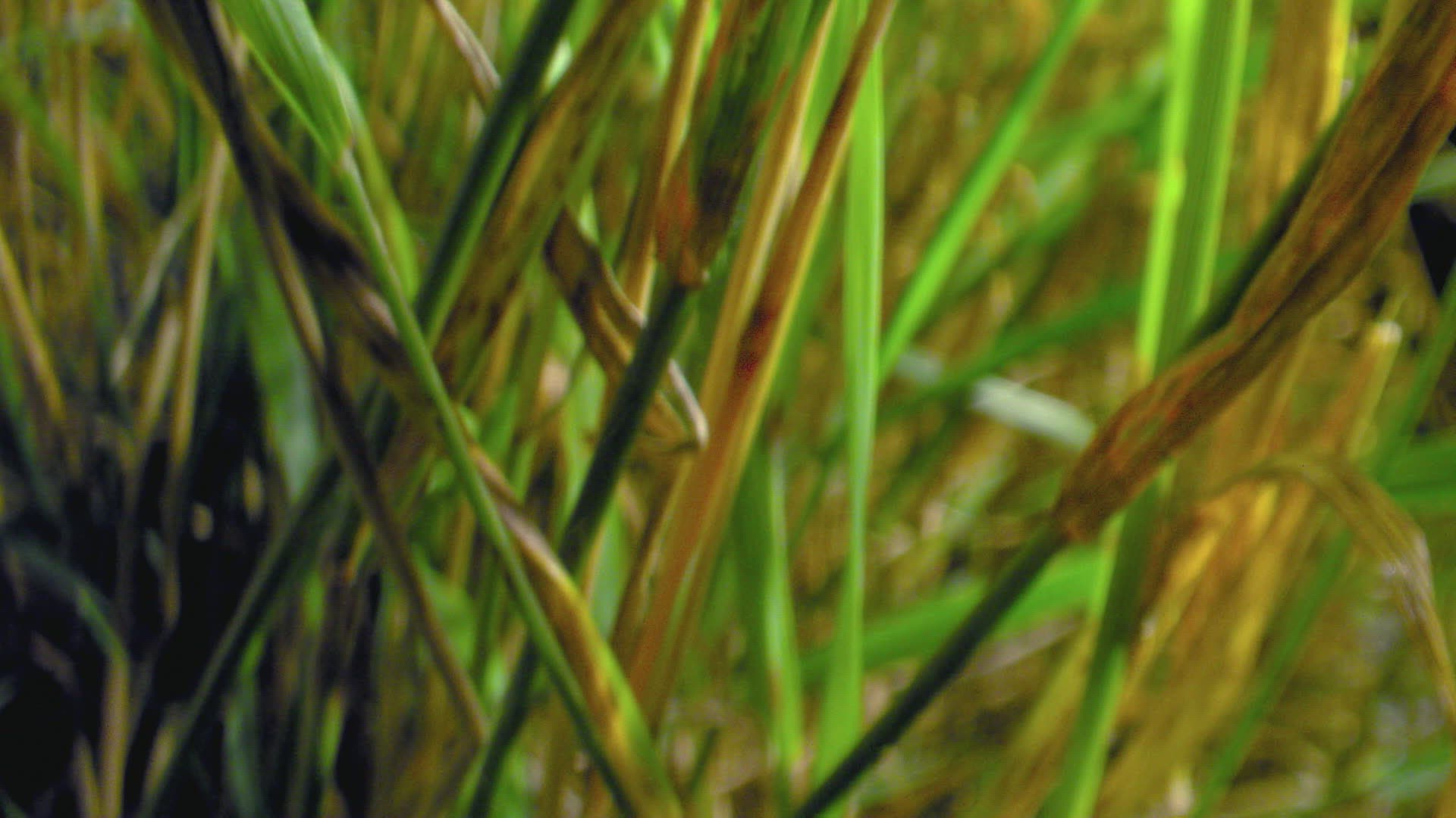 203865524 / Brown Marmorated Stink Bug / Plant / Grass