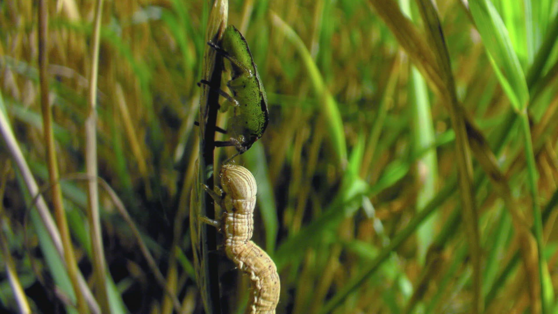 695575980 / Brown Marmorated Stink Bug / Plant / Grass