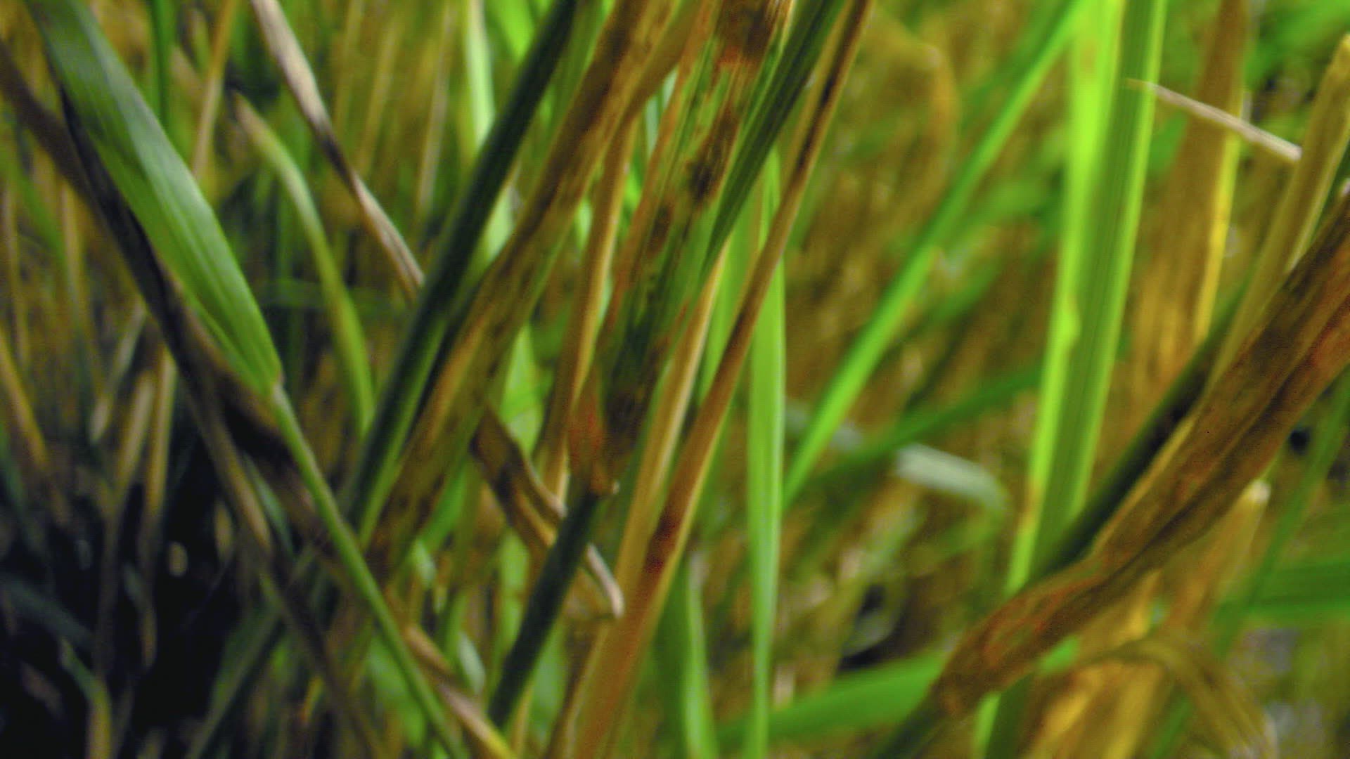 421612473 / Brown Marmorated Stink Bug / Plant / Grass