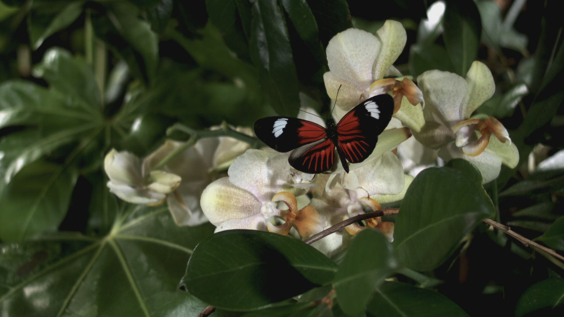779738014 / Leaf / Blossom / Flying