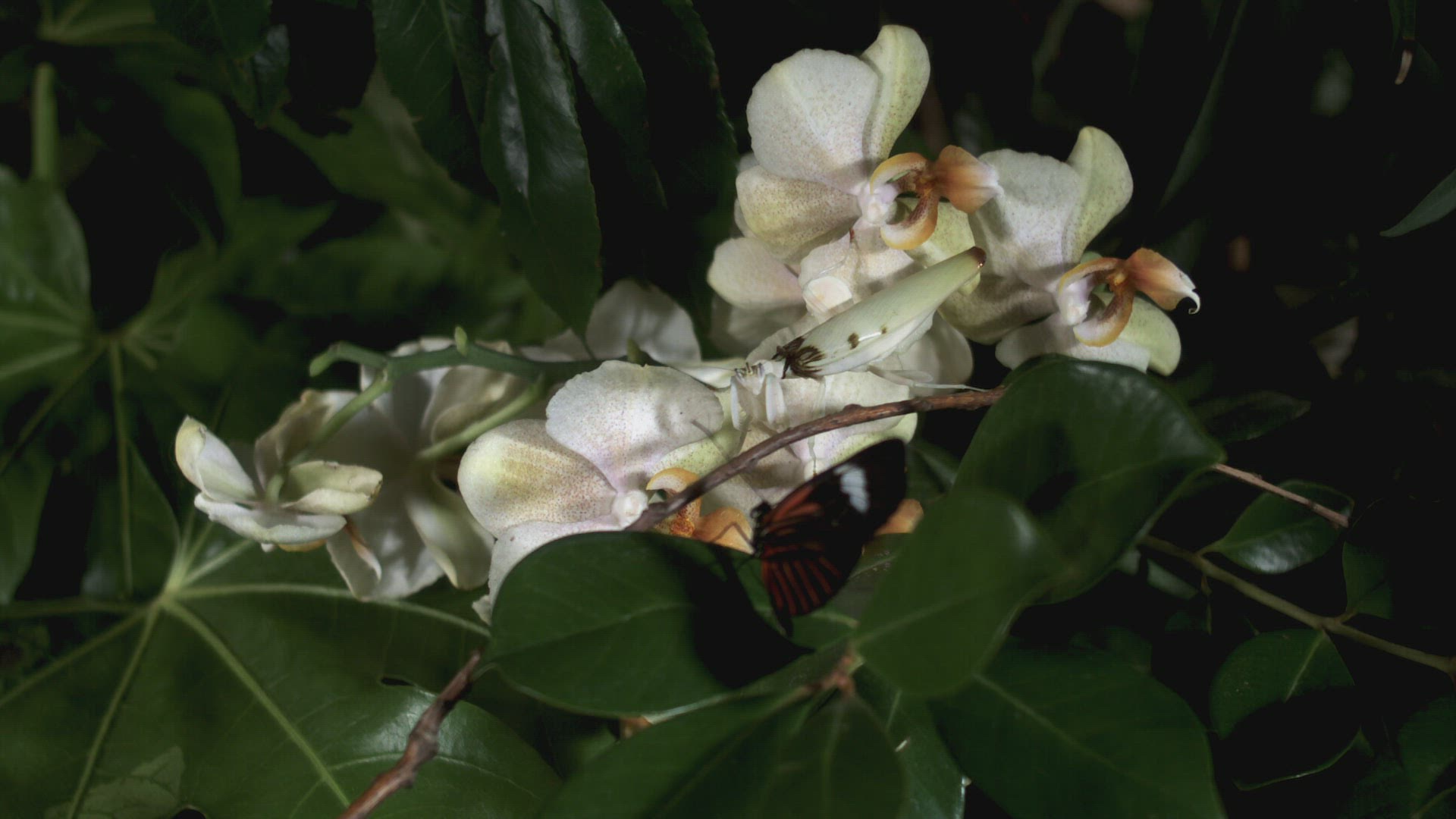434533987 / Blossom / Plant / Leaf