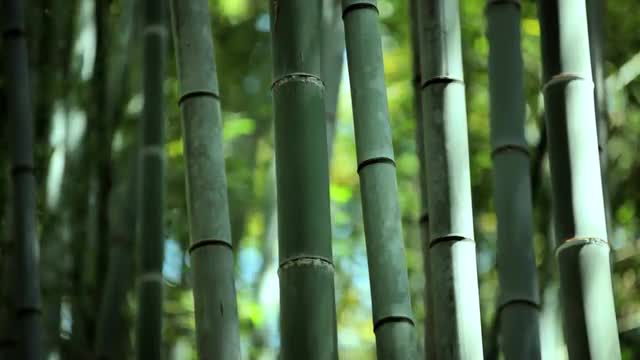 Bamboo forest sunlight Sagano canopy harvest travel Arashiyama Kyoto
