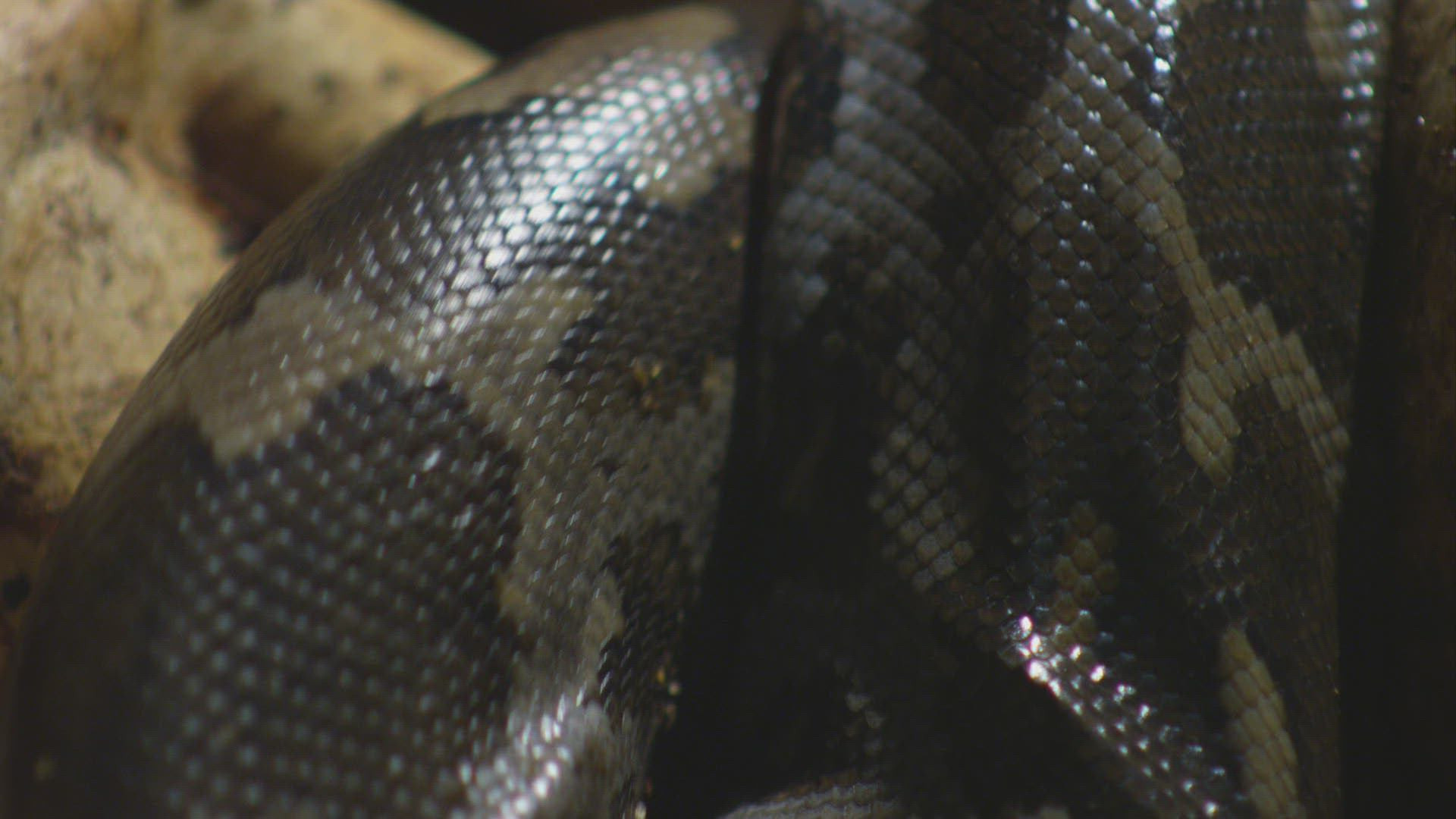 163217520 / Indian Python / Indian Subcontinent / Sri Lanka
