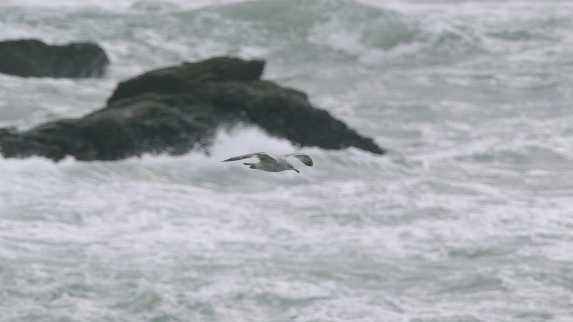 723503588 / Herring Gull / Flying / Cornwall