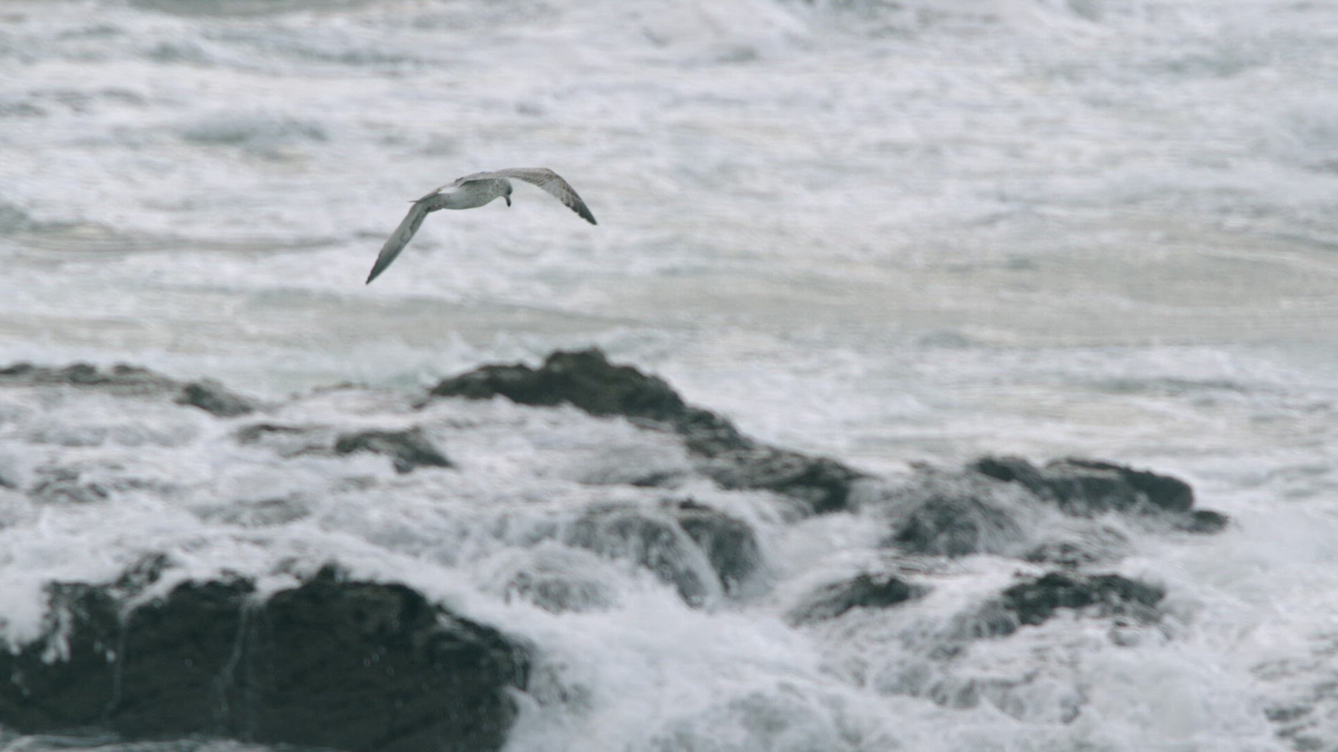 459155666 / Herring Gull / Flying / Cornwall
