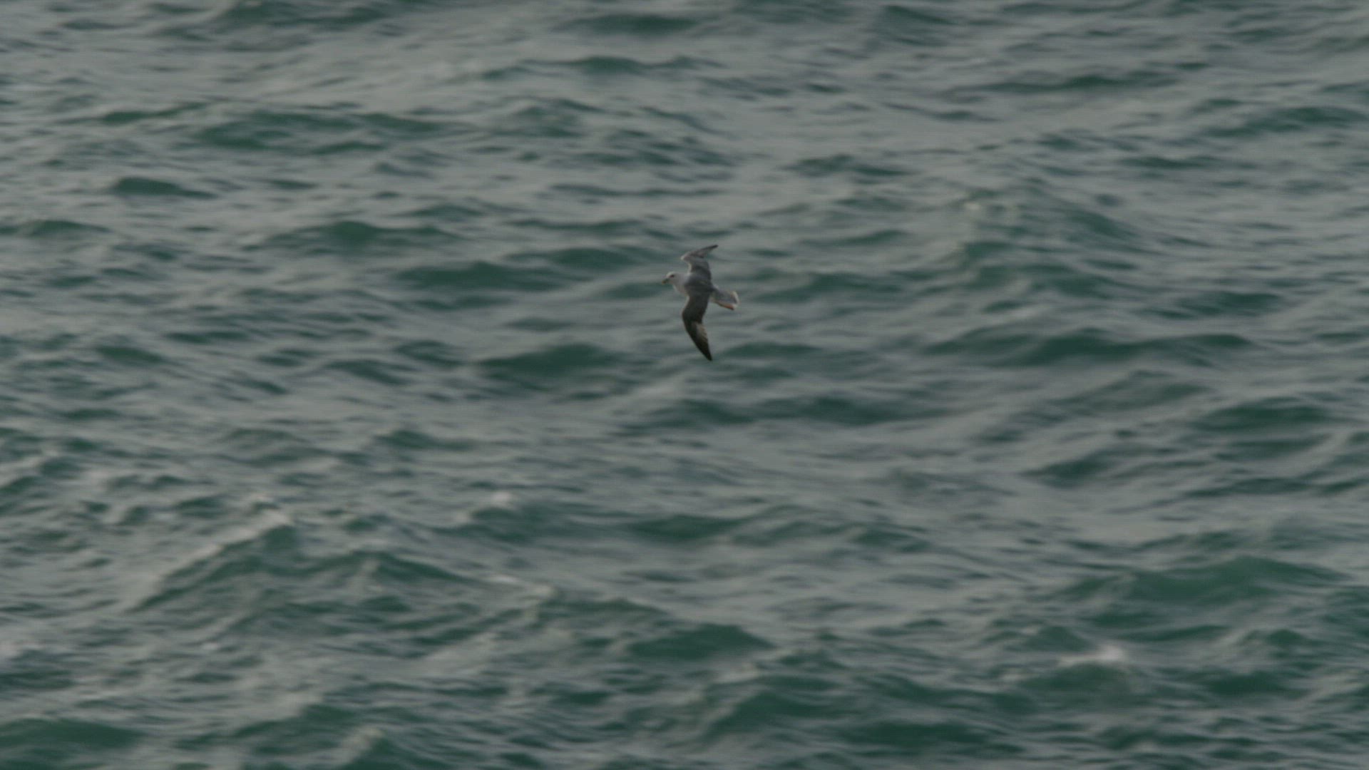 977980136 / Herring Gull / Flying / Cornwall