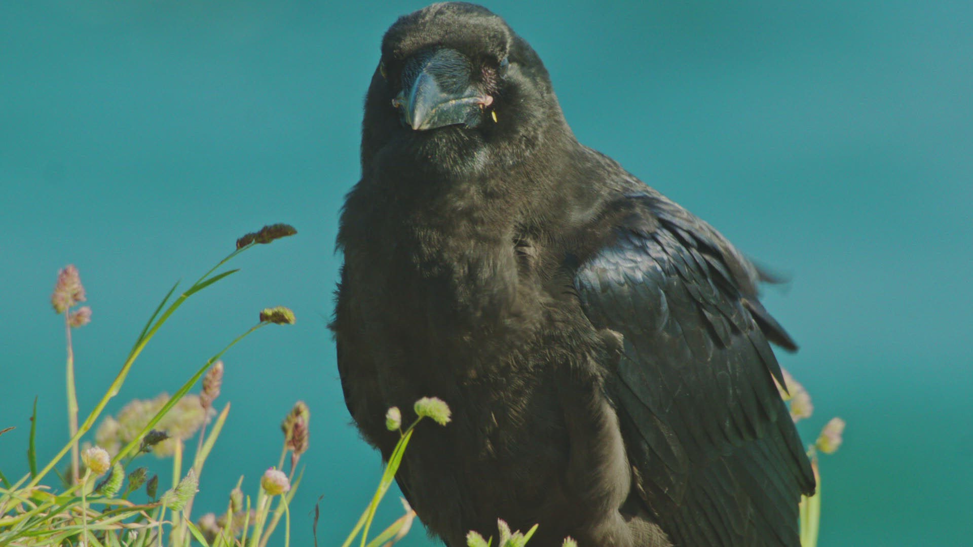 629794105 / Common Raven / Biting / Cornwall