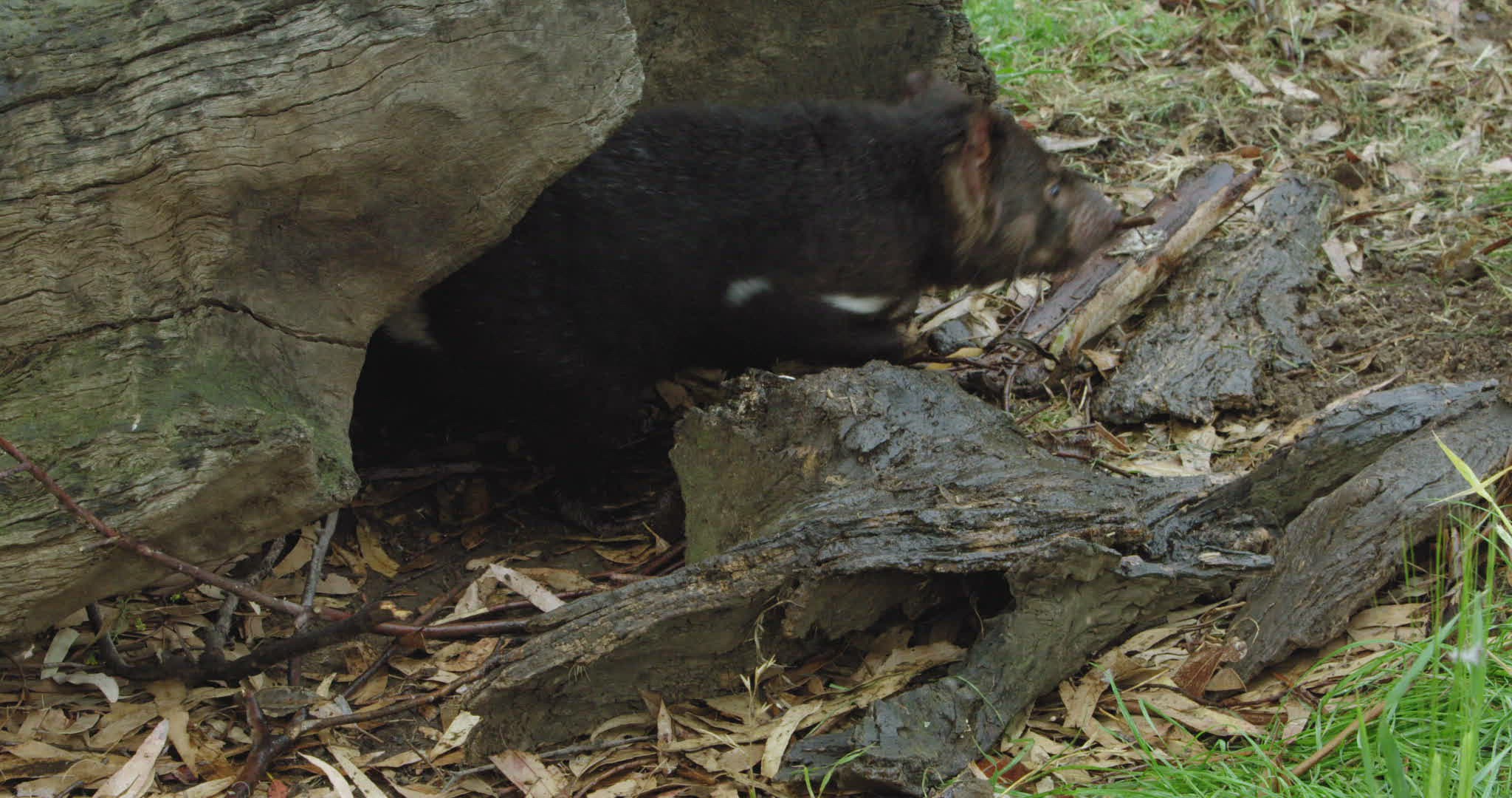 808732563 / Tasmanian Devil / Walking Away / Tasmania
