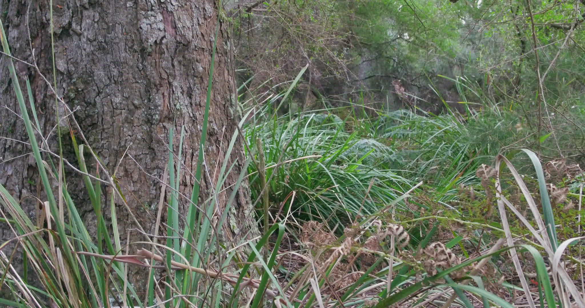 677776101 / Tree / Plant / Tasmania