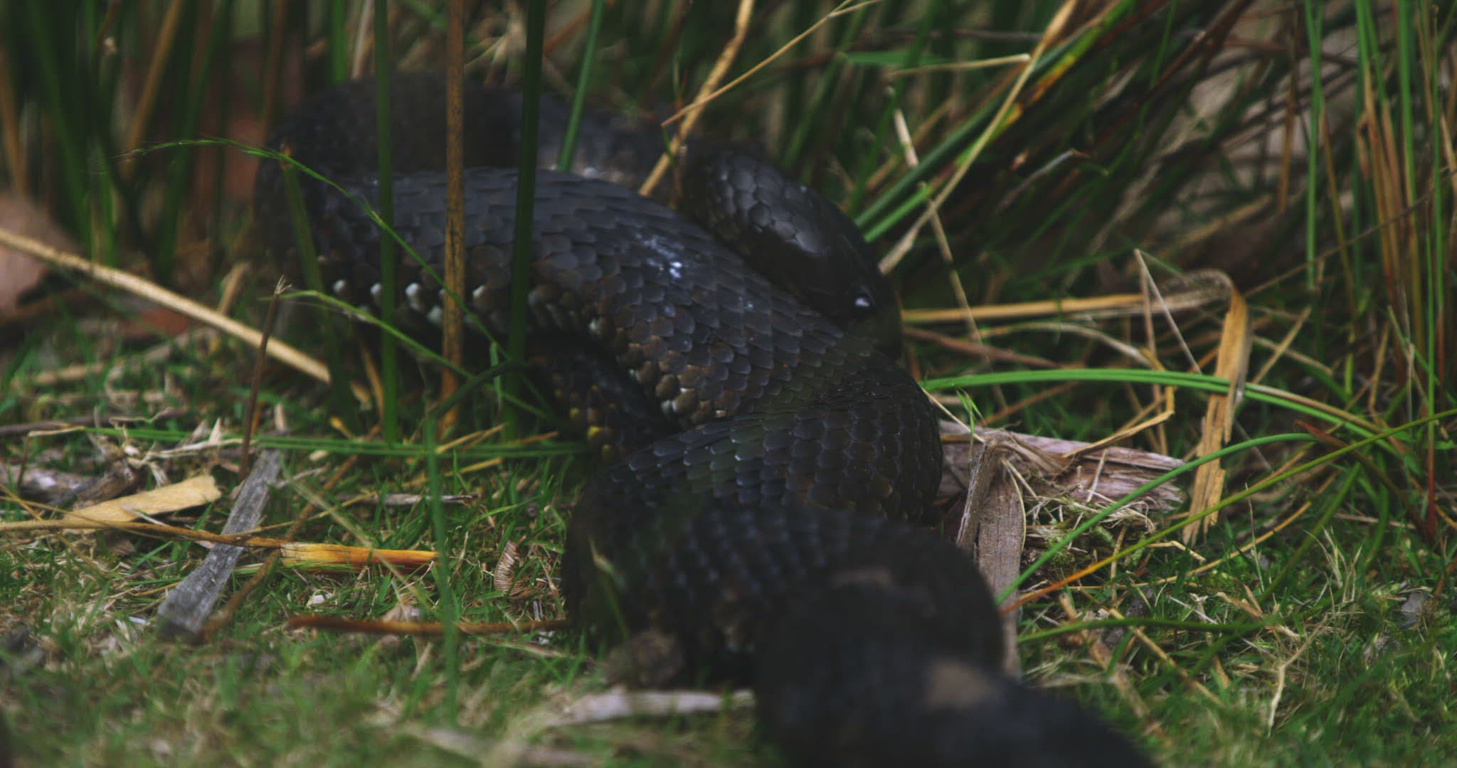 467160534 / Tiger Snake / Mating / Tasmania