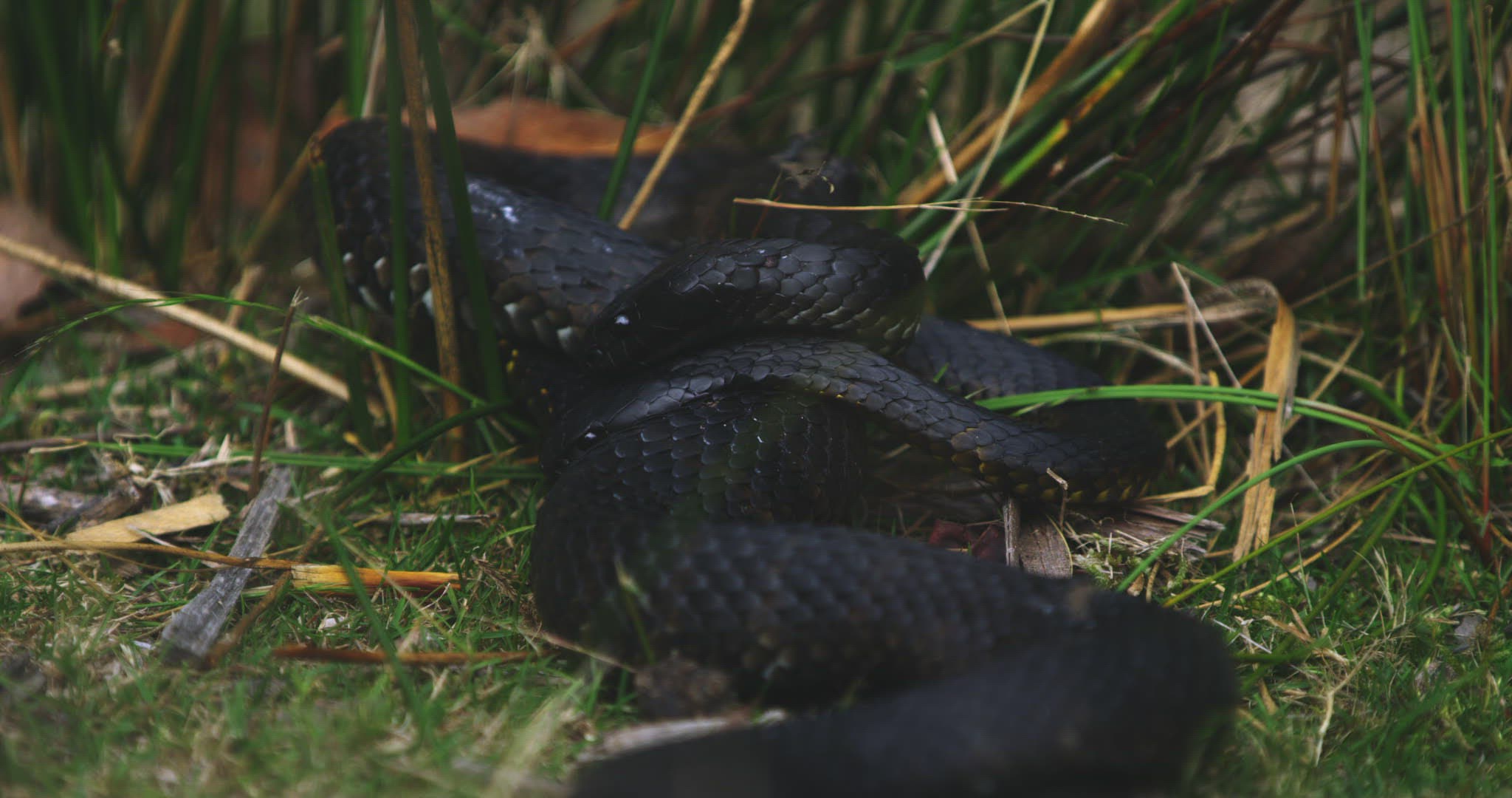664146031 / Tiger Snake / Mating / Tasmania