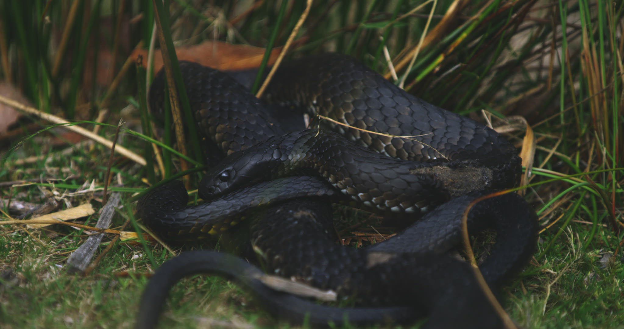 789384510 / Tiger Snake / Mating / Tasmania