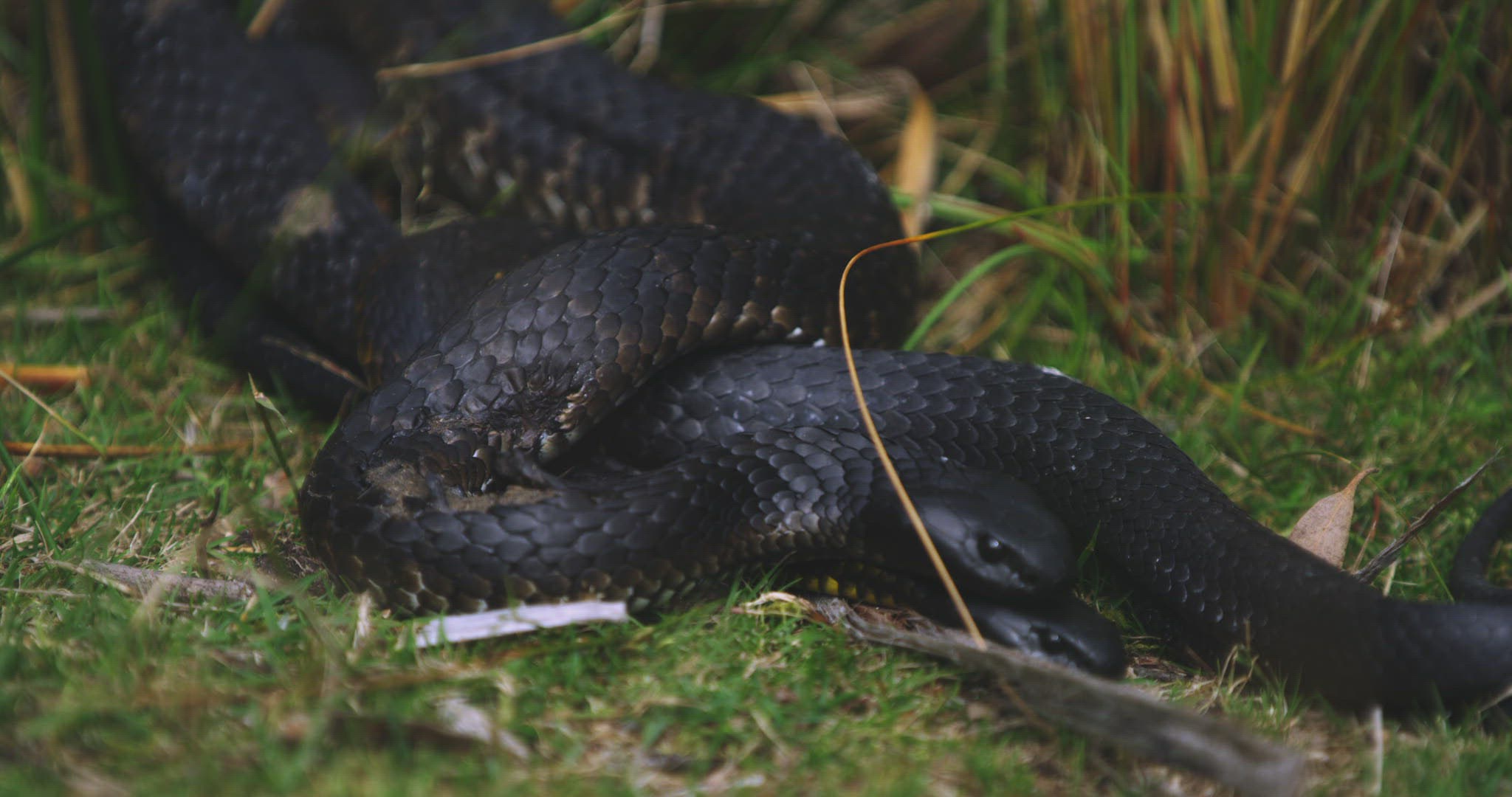 373740151 / Tiger Snake / Grass / Tasmania