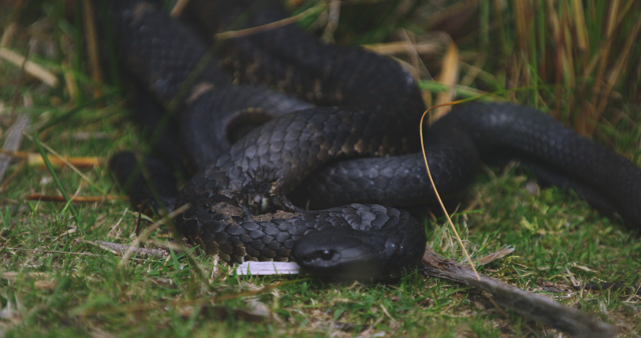 130310157 / Tiger Snake / Grass / Tasmania