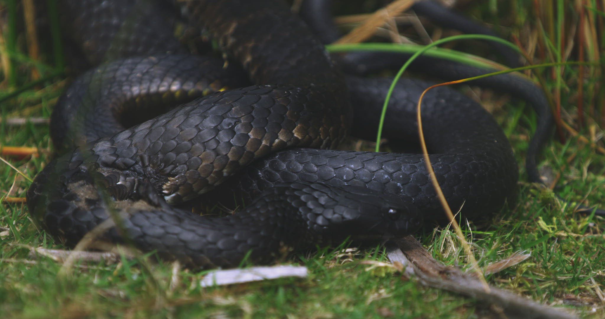 908075108 / Tiger Snake / Grass / Tasmania