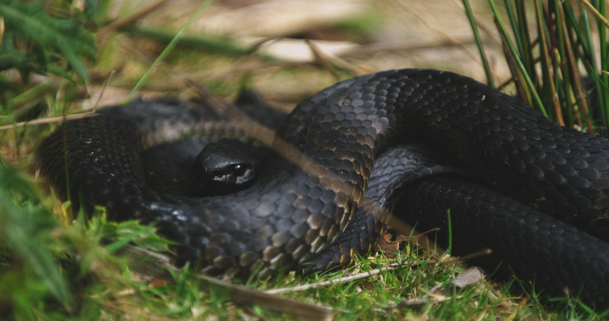 778327670 / Tiger Snake / Lying / Tasmania