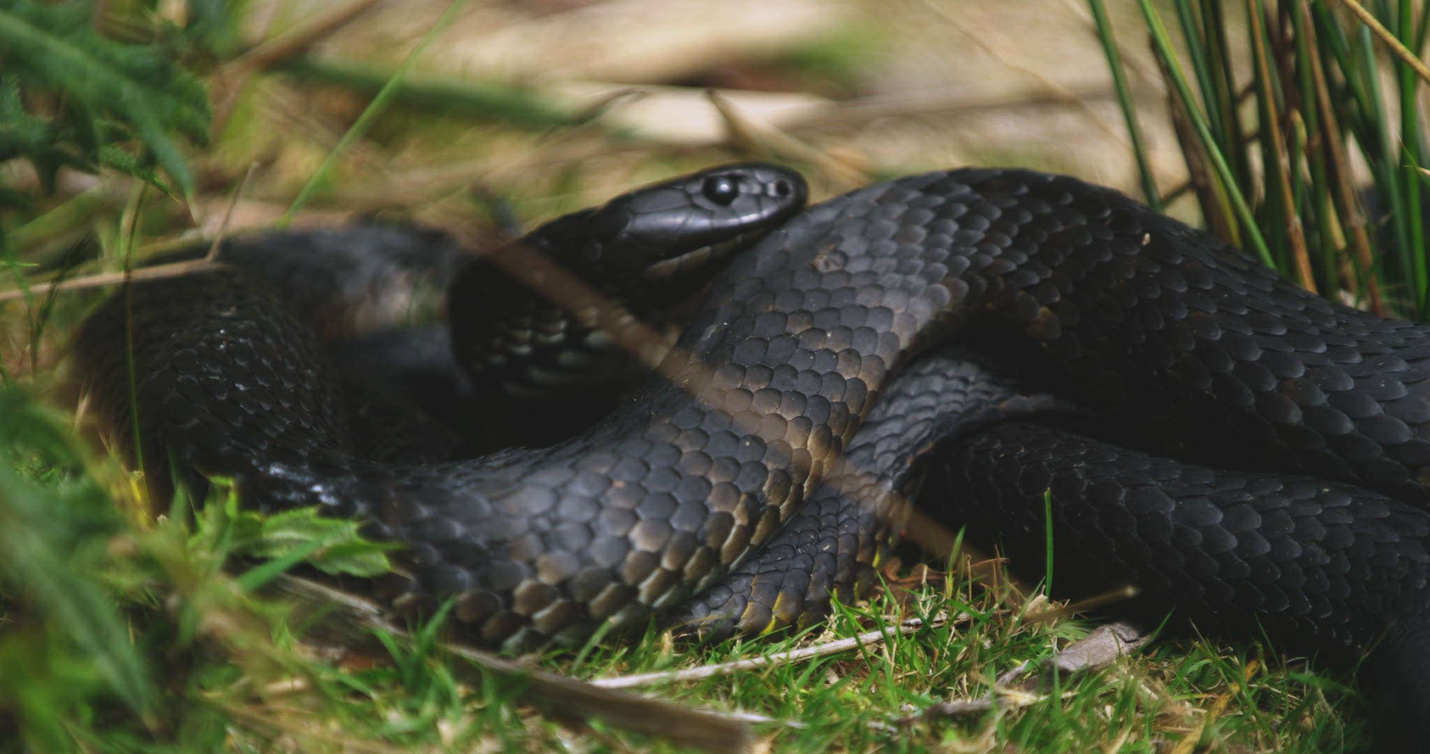 258285303 / Tiger Snake / Mating / Tasmania