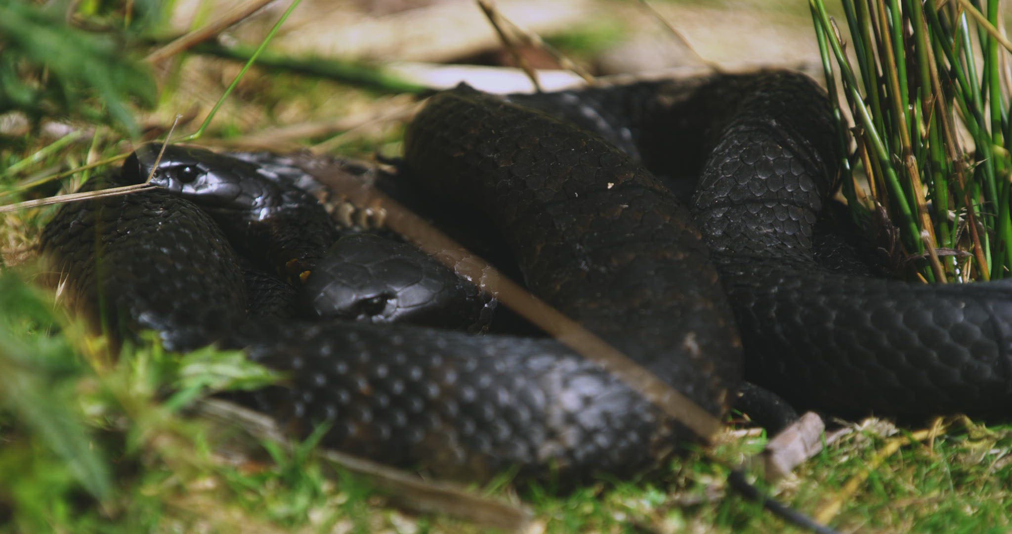 170650779 / Tiger Snake / Mating / Tasmania