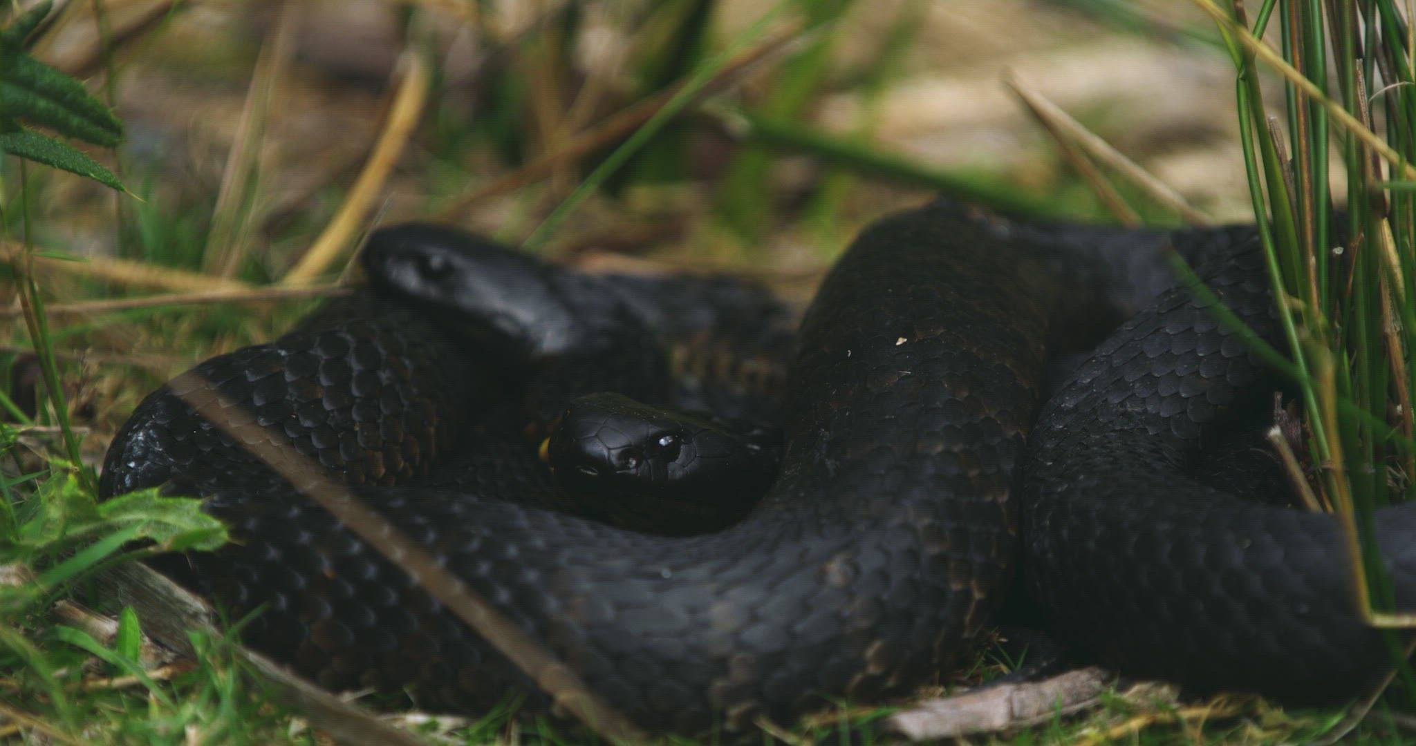 936222111 / Tiger Snake / Mating / Tasmania