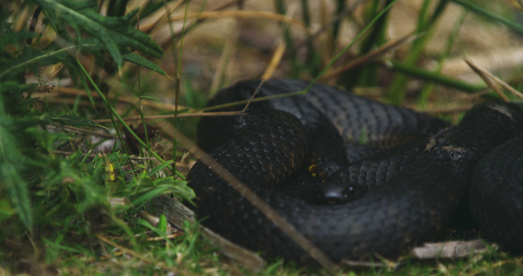 286540530 / Tiger Snake / Mating / Tasmania