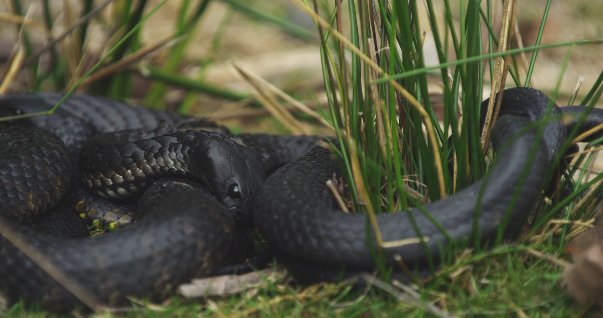 212708228 / Tiger Snake / Grass / Tasmania